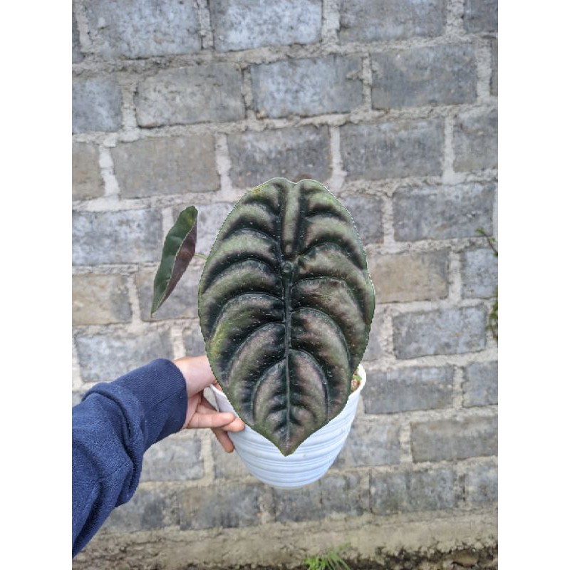 tanaman hias alocasia cuprea / keladi tengkorak
