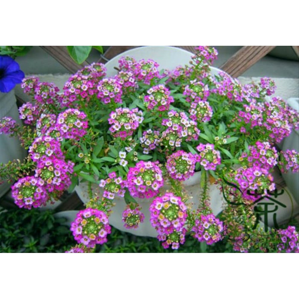 Bibit Benih Biji Bunga Dwarf Pink Sweet Alyssum - Bibit Tanaman Bunga Dwarf Pink Sweet Alyssum - COD
