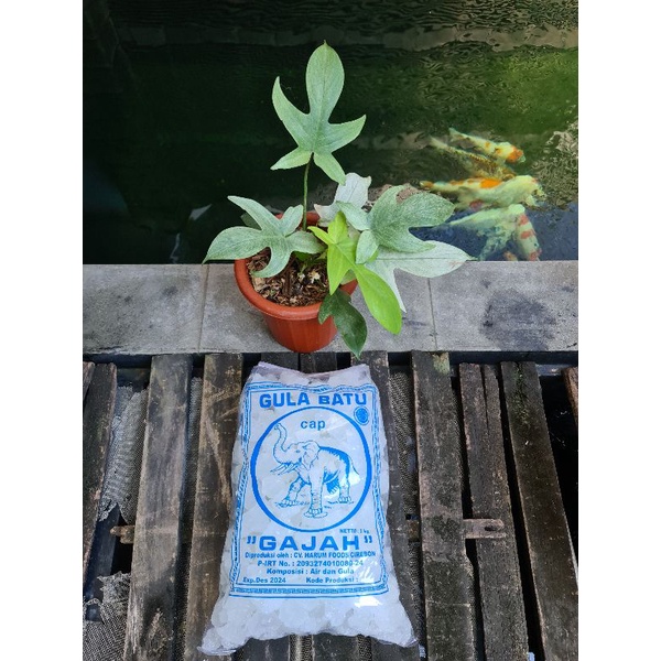 

Gula Batu Kristal Potongan kecil Cap Gajah Berat Bersih 5Kg