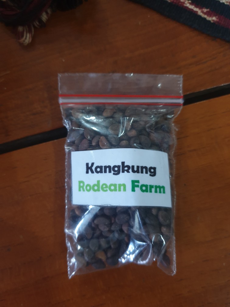 Benih / Biji Repack Kangkung Bangkok Lp1 Panah Merah