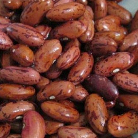 

Kacang Merah / Red Beans / Kacang Jogo / Kacang es