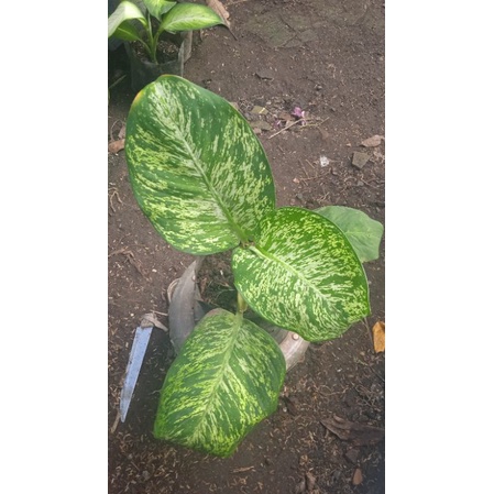 bunga diven Anggun ayu