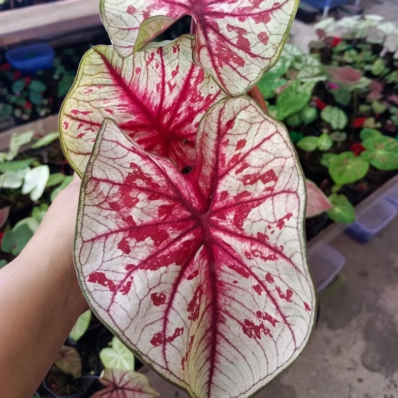 Keladi Tootsie Keladi Hias Caladium Tanaman Hias Keladi Tanaman Keladi Hidup Tanaman Hias Murah Anak