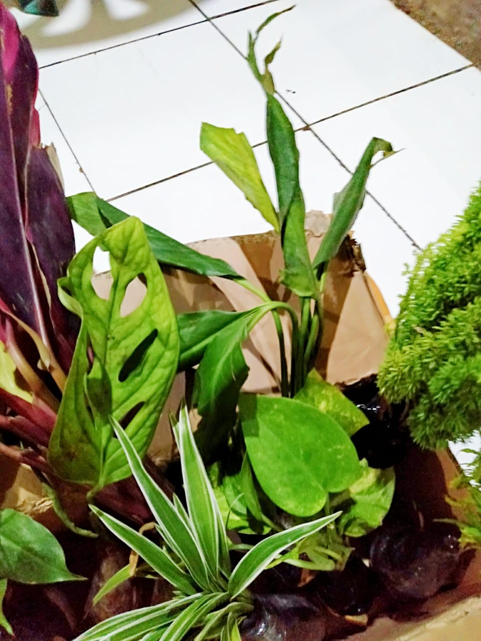 Tanaman Hias Peace Lily Sepatu Phylum Pohon Sepatu Pilem