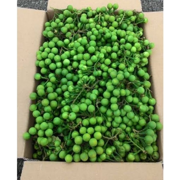 

1kg buah takokak tekokak segar