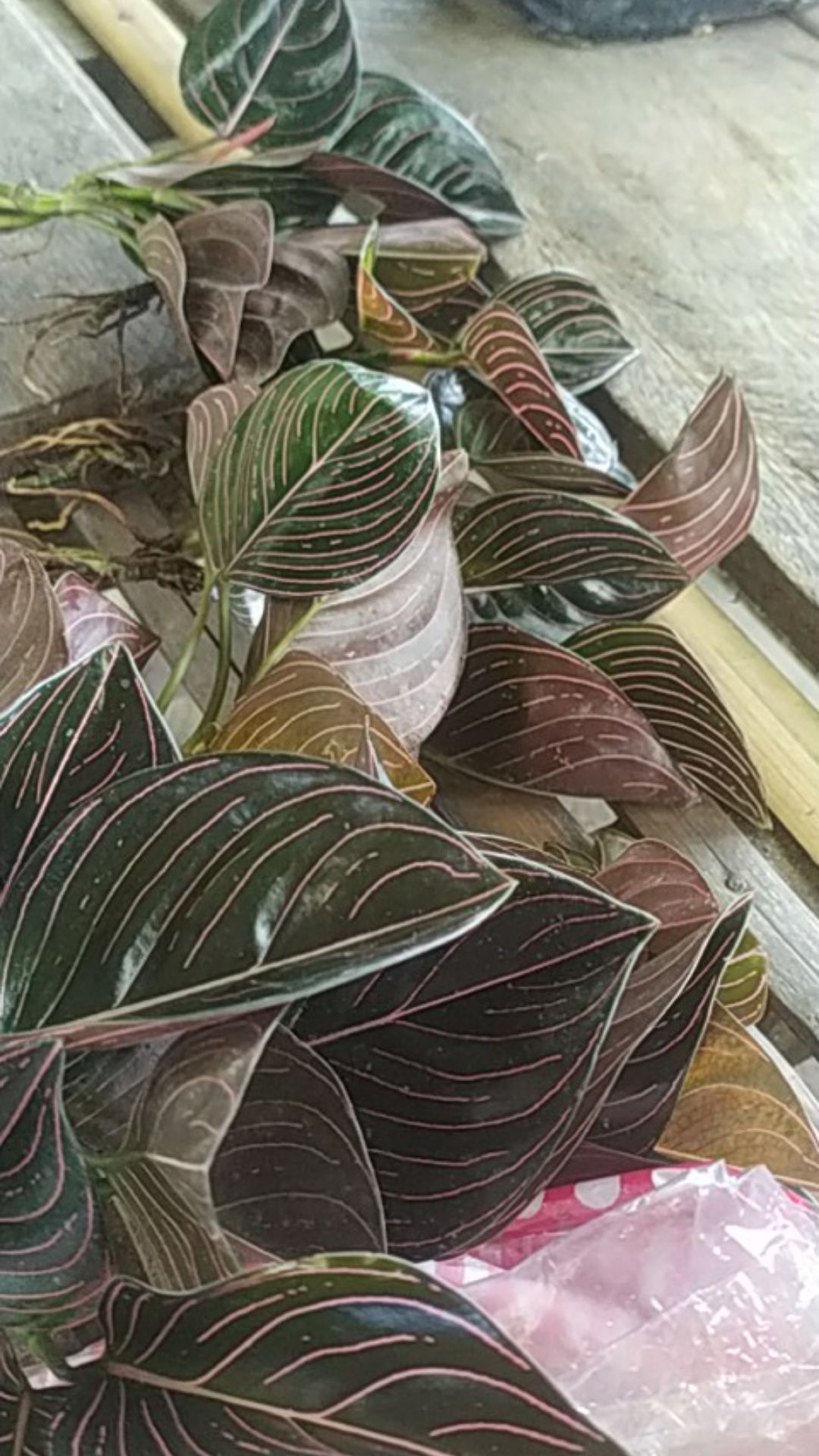 Aglonema Rotundum Aceh