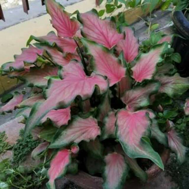 Keladi keris /red ruffles