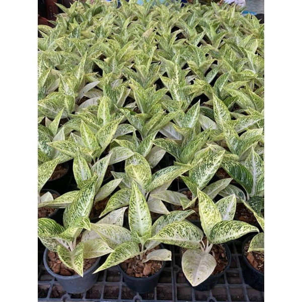 aglonema legacy putih