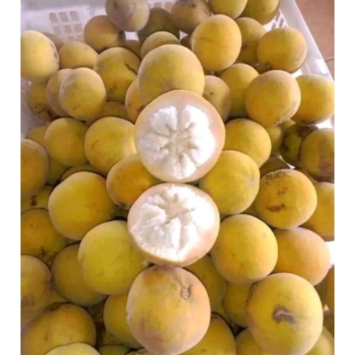 Buah Kecapi / Sentul jumbo segar