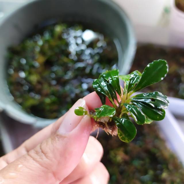  BUCE  TANAMAN  AQUASCAPE  BUCEPHALANDRA SP Shopee Indonesia