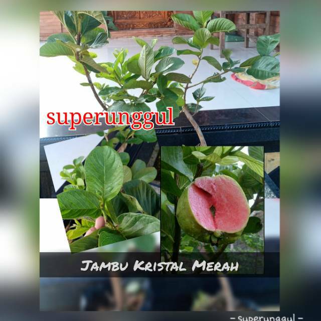 Bibit Jambu Kristal Merah