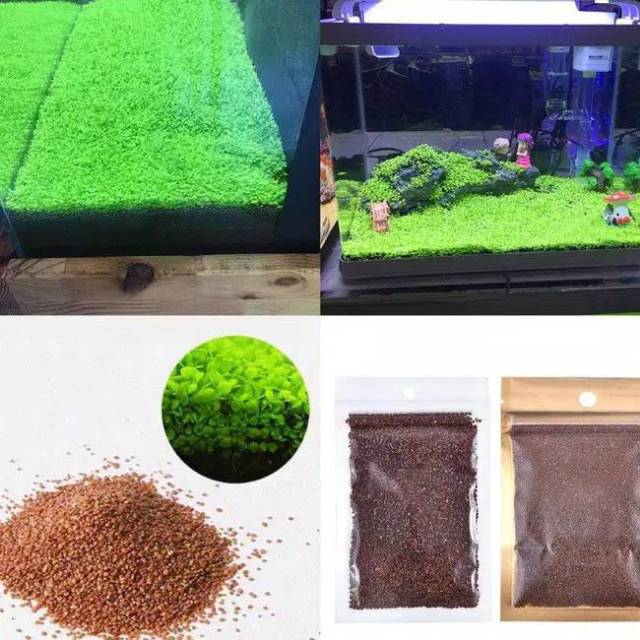 BIBIT RUMPUT AQUASCAPE / CARPET SEED