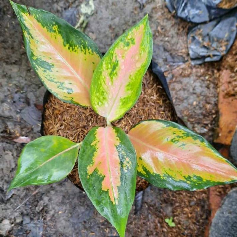 Aglonema kochin tembaga