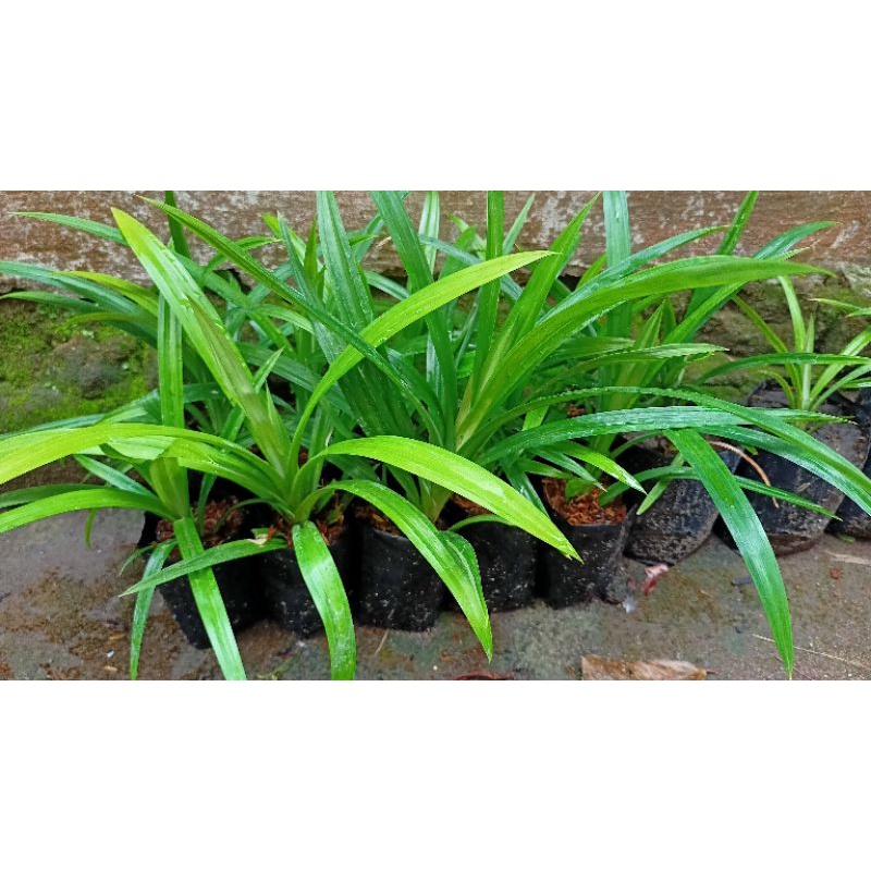 

pandan wangi murah