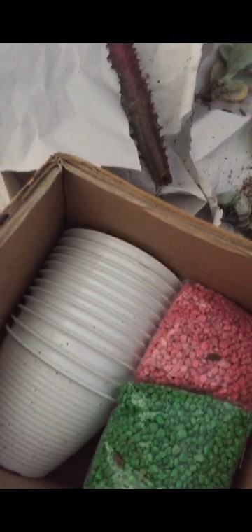 Pot Tawon Putih Dim 10cm