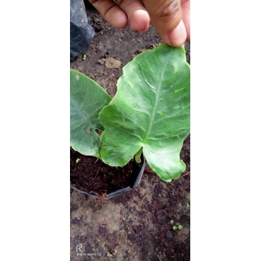 alokasia gageana anakan