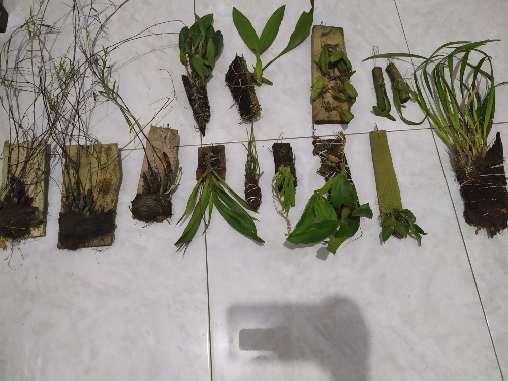 Sarcoglyphis Comberi