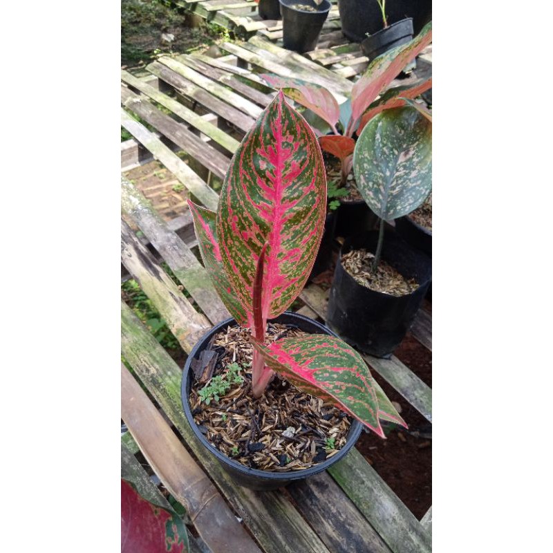 bibit aglonema reanita Surya size s