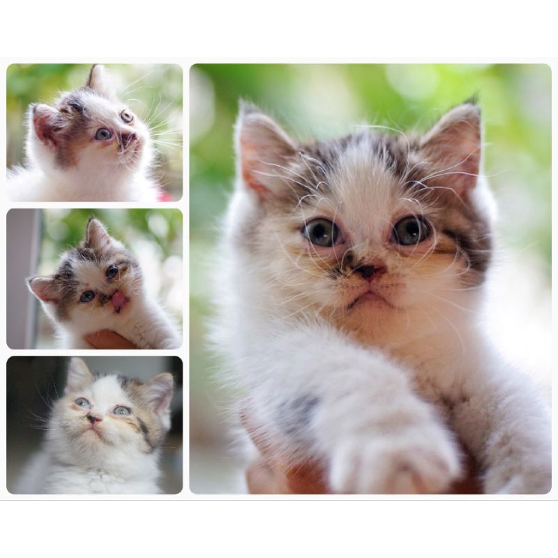 kitten persia - bulu kapas