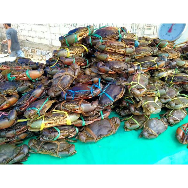 

Kepiting bakau