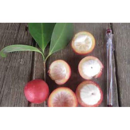 Bibit Tanaman Buah Manggis Merah (Mundar) P@Koy