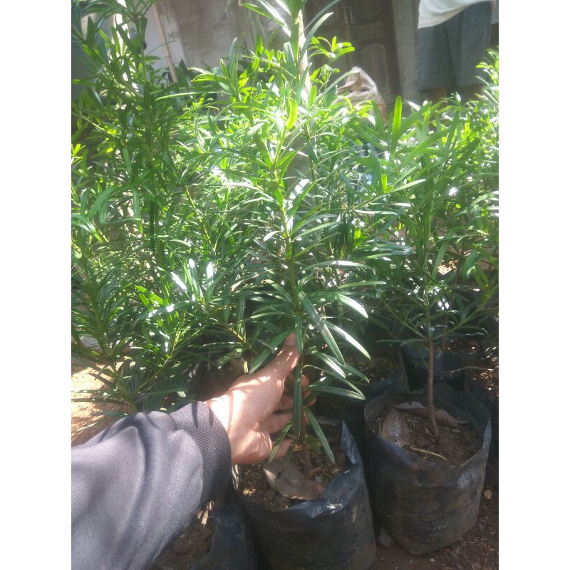 Lohansung Taiwan(varian Mawar)