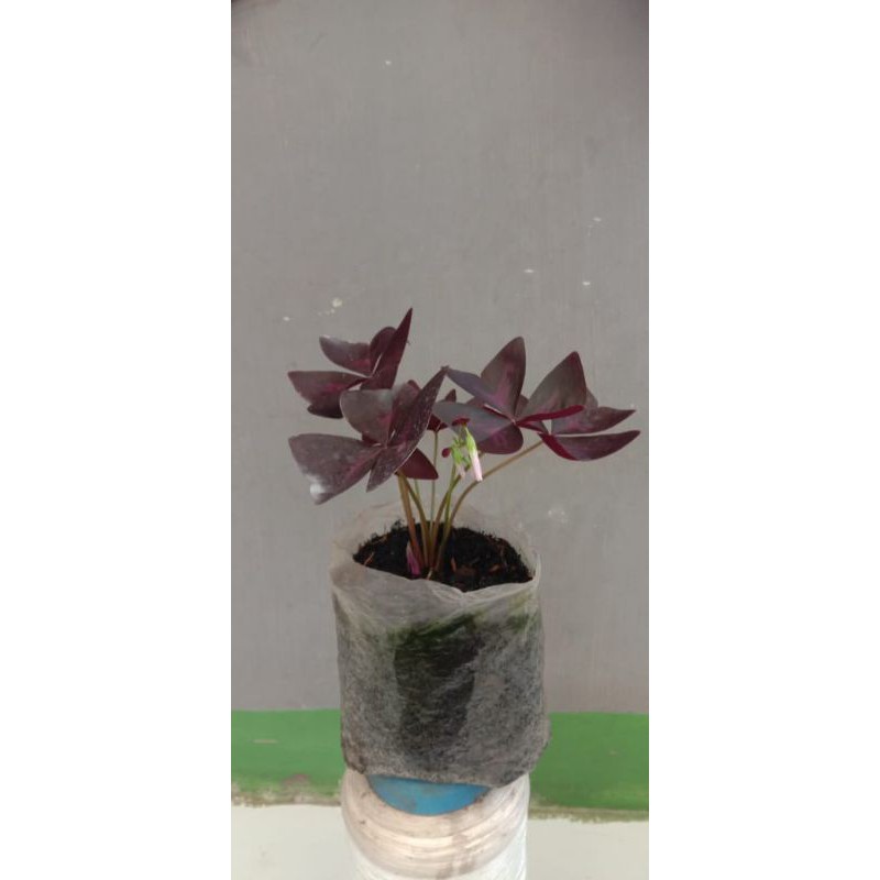 oxalis