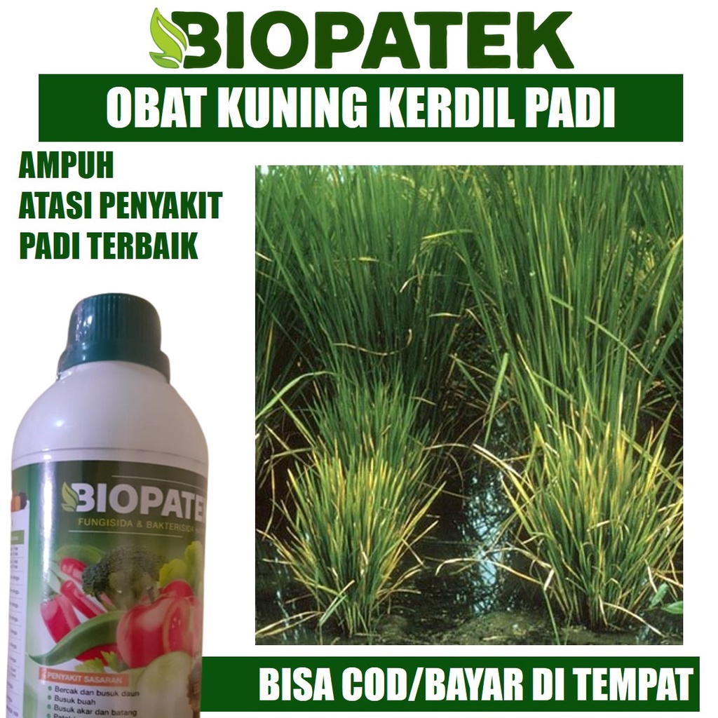 Pupuk Sawah BIOPATEK Pengendali Pertumbuhan Padi Kerdil Rumput dan Hampa > Obat Semprot Padi Memperb