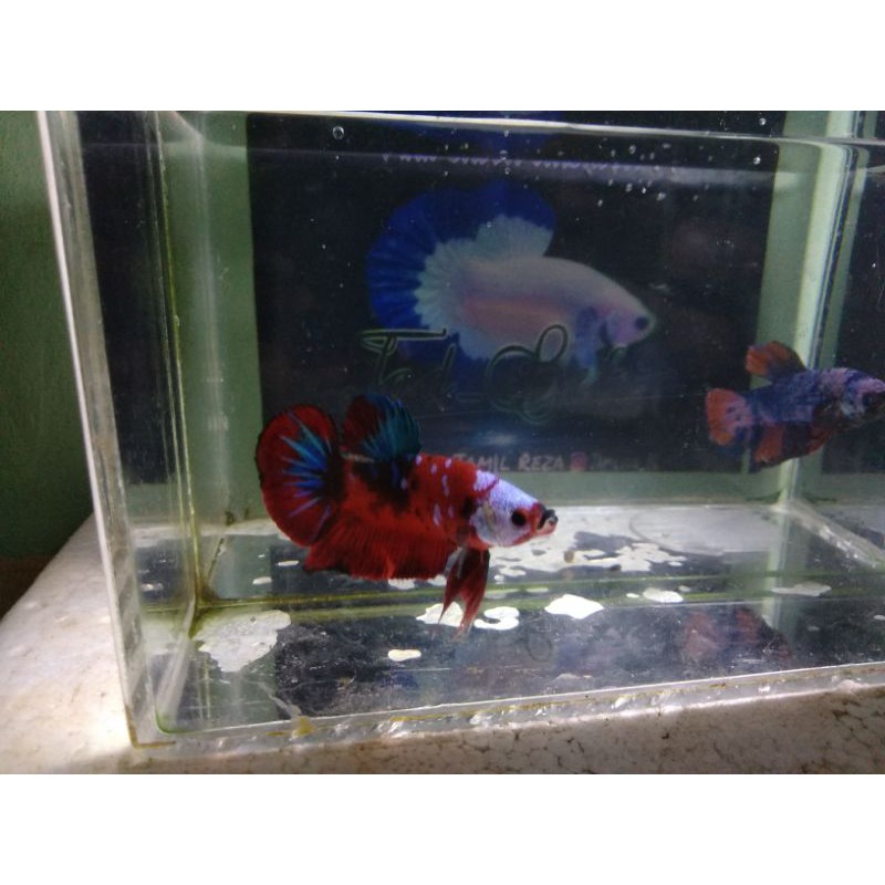 Ikan Hias Cupang#multicolour/koi/plakat/red musking multocour