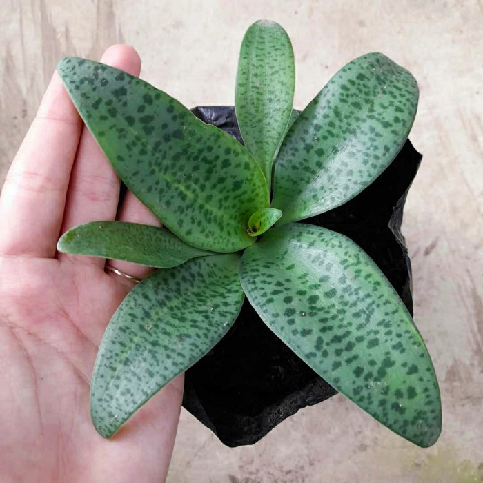 tanaman lidah katak hias - lidah katak