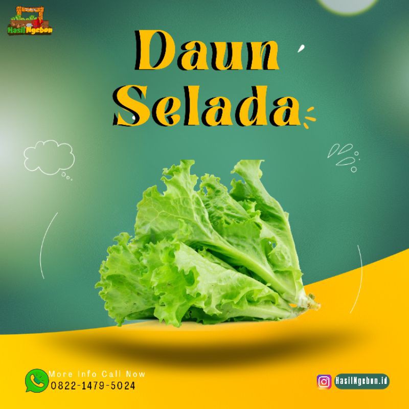 

DAUN SELADA BOKOR 250GR