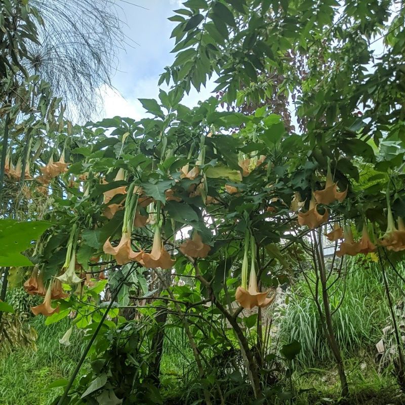 DIARY PETANI - Tanaman Hias Stek Bunga Kecubung Oranye