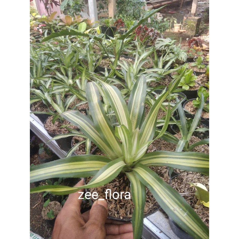 bromelia tricolor