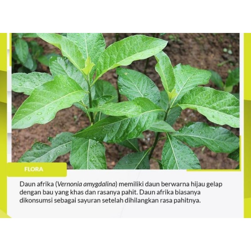 

Daun Afrika 100 gram Kering
