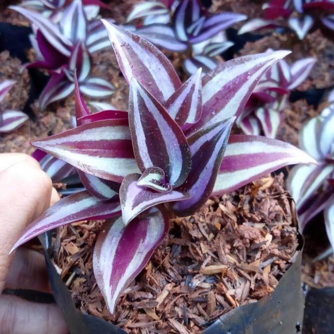 Tanaman hias zebrina daun ungu strip putih