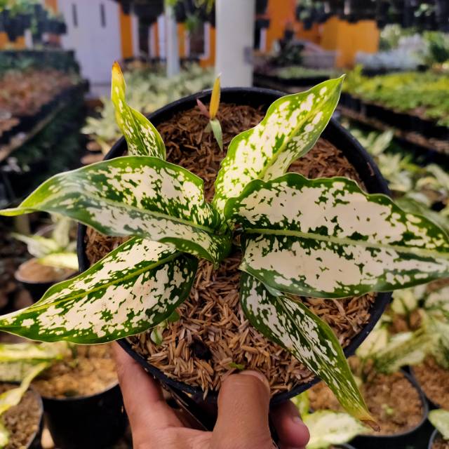 Aglonema Snow white / Aglonema mutiara putih