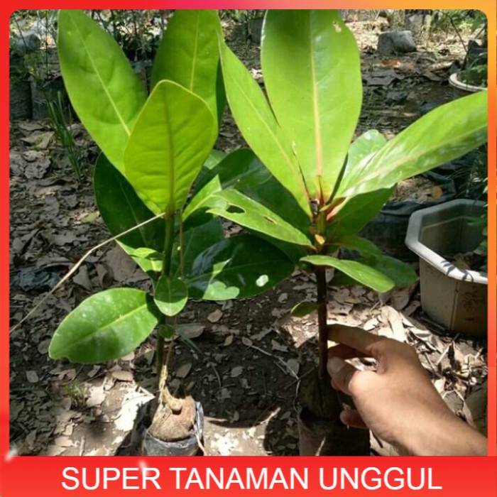 Bibit Tanaman Pohon Ketapang Laut