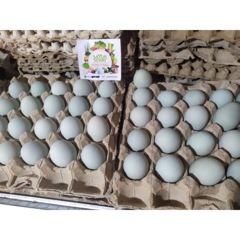 

TELUR ASIN MATANG