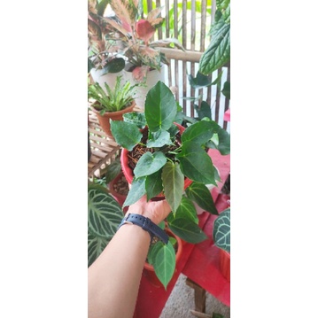 anthurium desleri isi 3 tunas