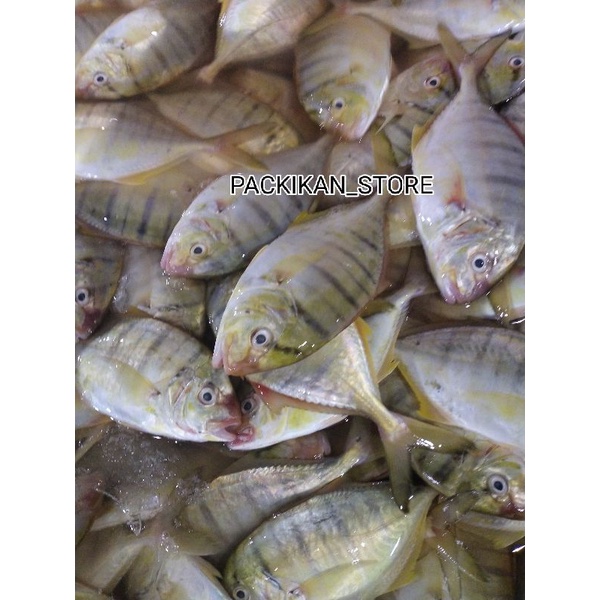 

Ikan Kuwe Segar Ikan Kuwe Banggali Ikan Laut Fresh GARANSI SEGAR