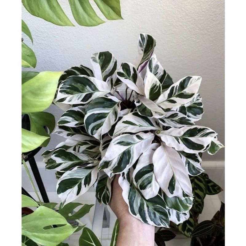 tanaman hias calathea tisu - tisu fusion - BAKUL KEMBANG