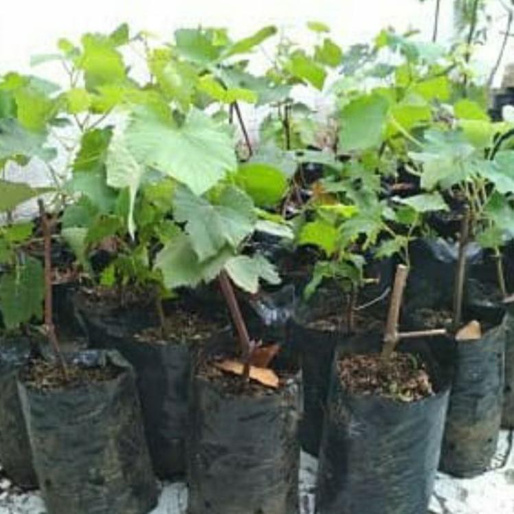 [AGEN] bibit tanaman anggur hitam tanpa biji pohon anggur