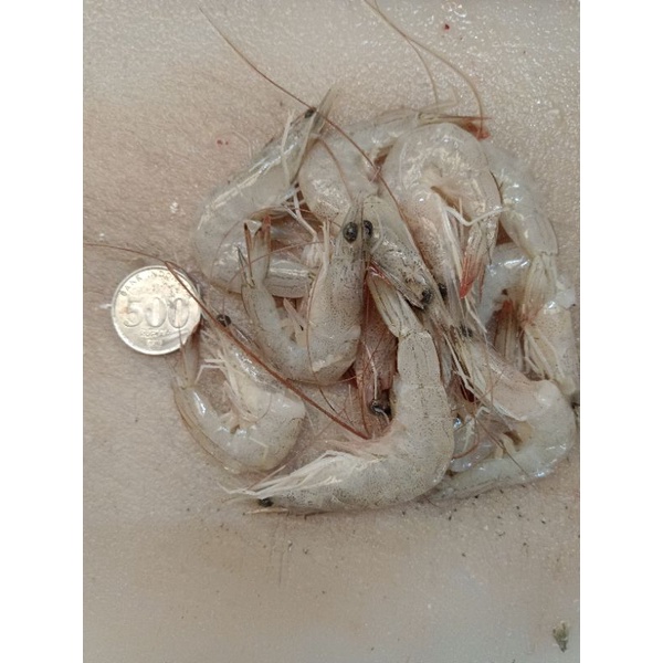 

Udang peci laut ukuran tanggung 1kg