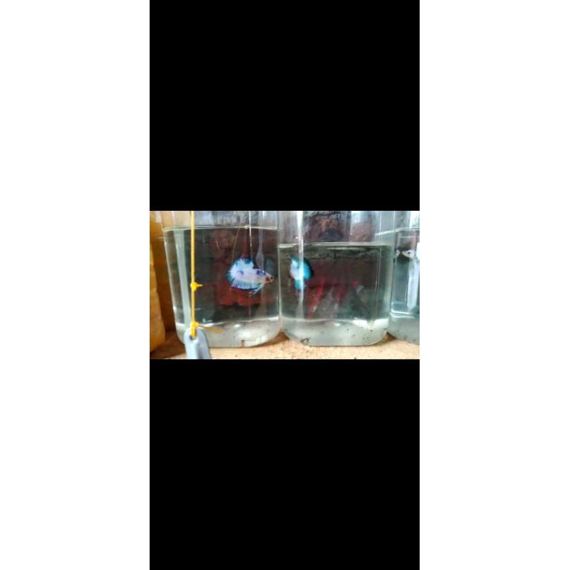 

ikan cupang blue rim