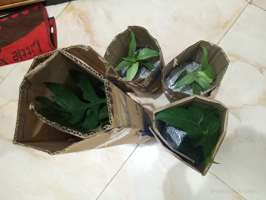 Philodendron Hastatum Silver Lokal/philo Silver Sword Lokal