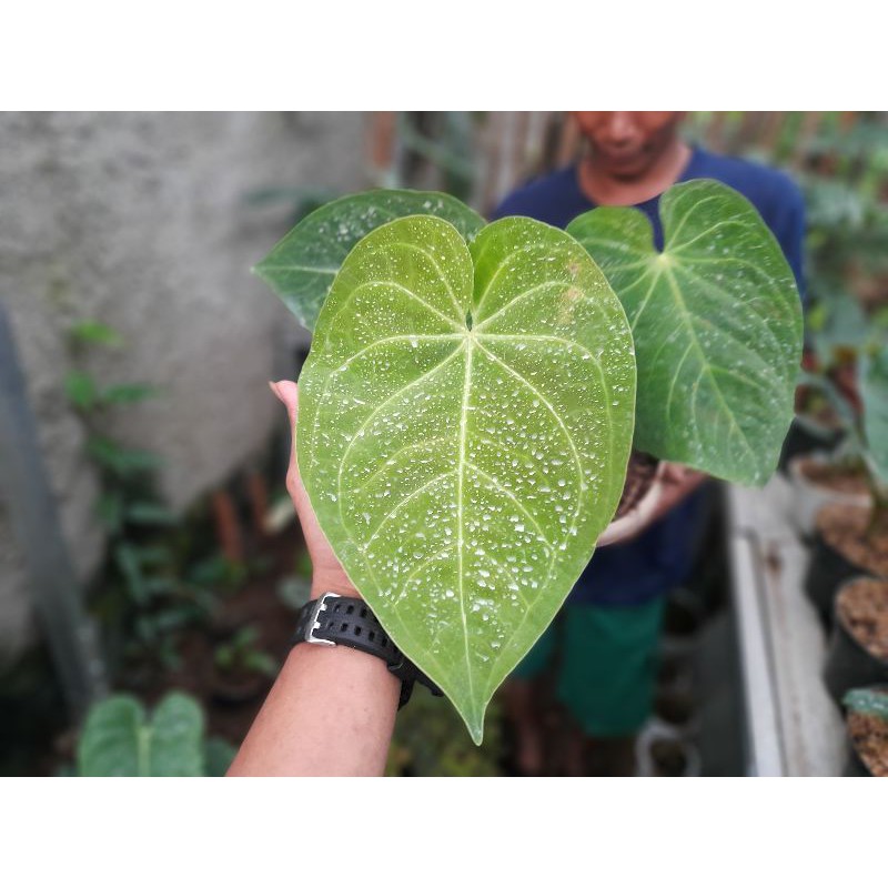 PROMO anthurium kuping gajah magnificum x regale