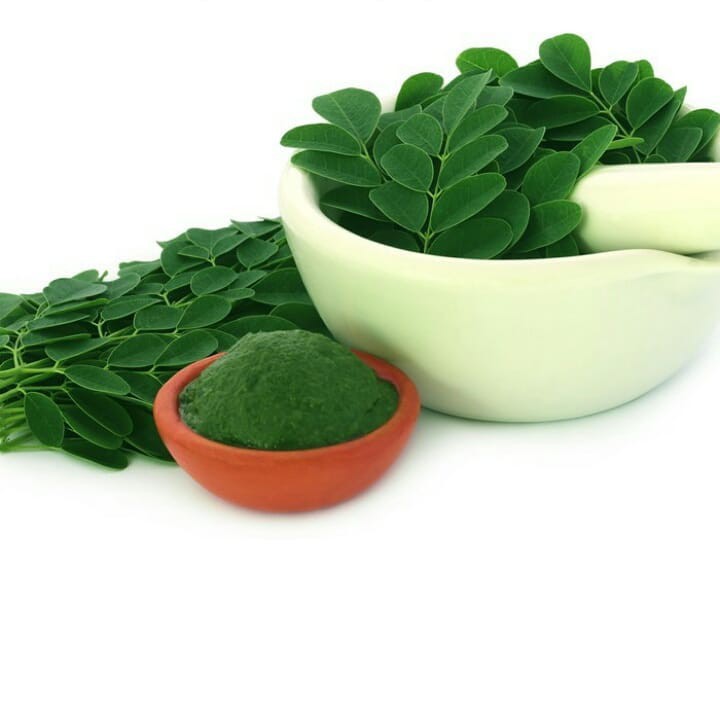 

HERBAL- Daun Kelor Segar Pertangkai -