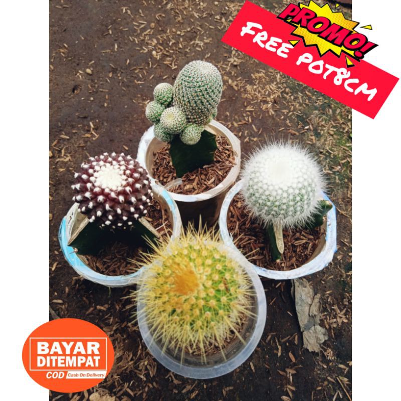 Paket Kaktus Medium lebih Hemat + Free pot8cm + bonusan