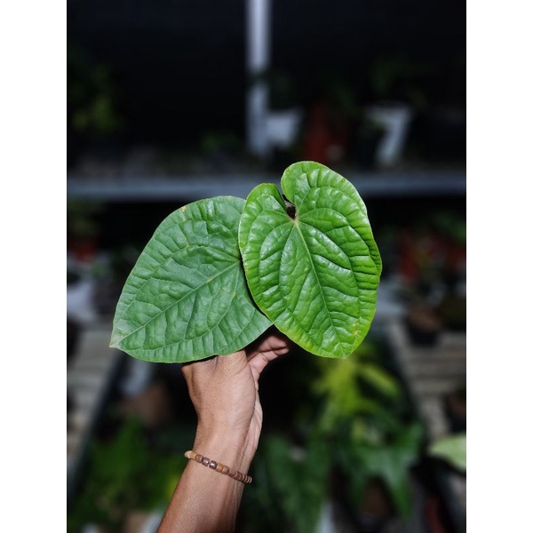 ANTHURIUM RADICANS X LUXURIAN