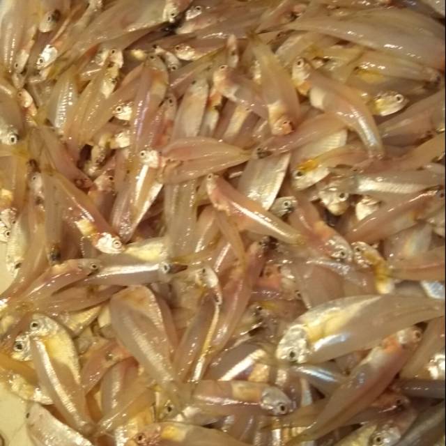 

Jual ikan teri galer segar min 1kg